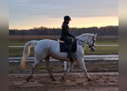 Koń śląski, Klacz, 11 lat, 165 cm, Siwa