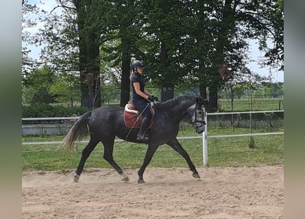 Koń śląski, Klacz, 4 lat, 172 cm, Siwa