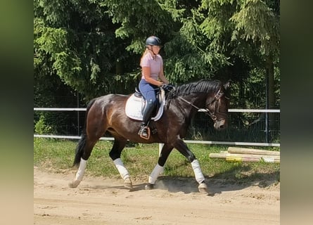 Koń śląski, Klacz, 6 lat, 168 cm, Ciemnogniada