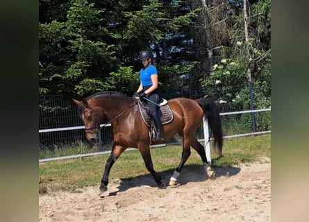 Koń śląski, Klacz, 7 lat, 172 cm, Gniada