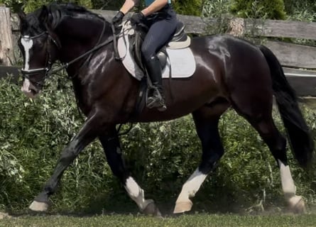 Koń śląski, Wałach, 6 lat, 165 cm, Skarogniada
