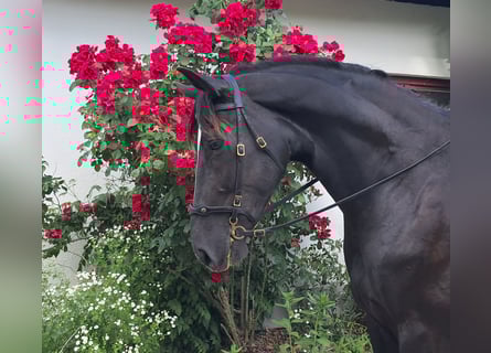 Koń śląski, Wałach, 7 lat, 167 cm, Kara