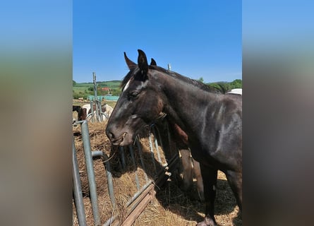 Koń śląski, Wałach, 3 lat, 168 cm, Ciemnogniada