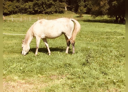 Koń terski, Klacz, 12 lat, 158 cm, Siwa