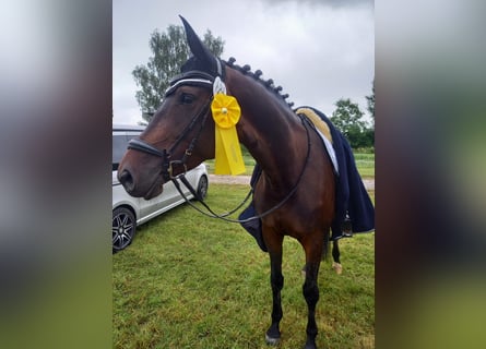 Koń trakeński, Klacz, 10 lat, 172 cm, Ciemnogniada