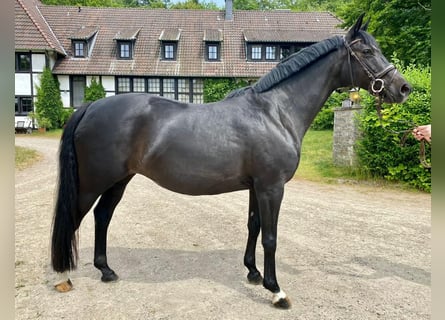 Koń trakeński, Klacz, 12 lat, 165 cm, Ciemnogniada