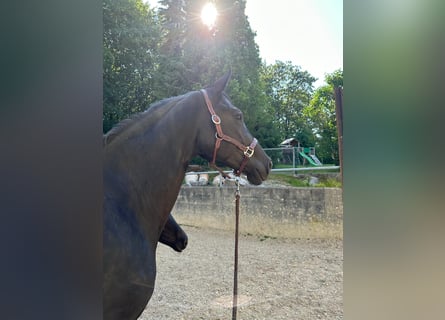 Koń trakeński, Klacz, 12 lat, 165 cm, Kara