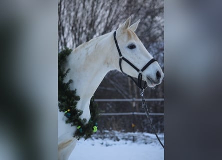 Koń trakeński, Klacz, 12 lat, 166 cm, Siwa