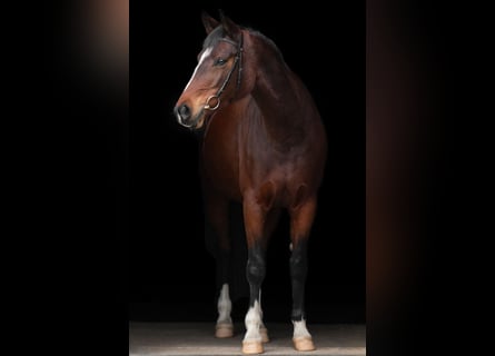 Koń trakeński, Klacz, 12 lat, 168 cm, Gniada