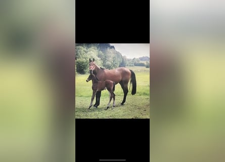 Koń trakeński, Klacz, 15 lat, 168 cm, Gniada
