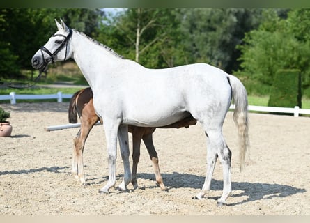 Koń trakeński, Klacz, 16 lat, 166 cm, Siwa