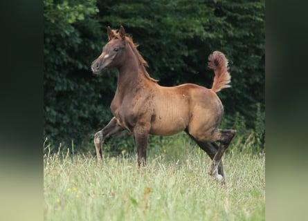 Koń trakeński, Klacz, 1 Rok, 165 cm, Ciemnokasztanowata