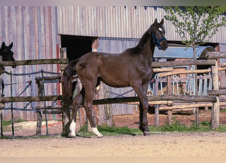 Koń trakeński, Klacz, 1 Rok, 169 cm, Ciemnogniada