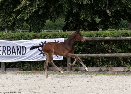 Koń trakeński, Klacz, 1 Rok, 170 cm, Ciemnogniada