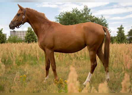 Koń trakeński, Klacz, 2 lat, 160 cm, Kasztanowata
