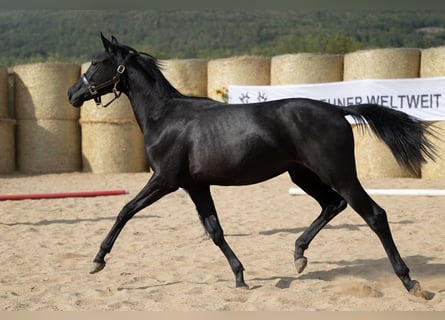 Koń trakeński, Klacz, 2 lat, 165 cm, Kara