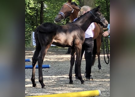 Koń trakeński, Klacz, 2 lat, 168 cm, Kara