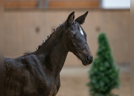 Koń trakeński, Klacz, 2 lat, 168 cm, Skarogniada