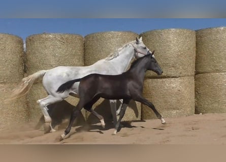 Koń trakeński, Klacz, 2 lat, 170 cm, Siwa