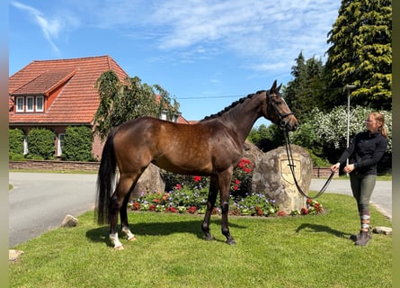 Koń trakeński, Klacz, 3 lat, 160 cm, Gniada