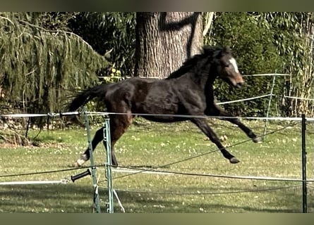 Koń trakeński, Klacz, 3 lat, 160 cm, Gniada
