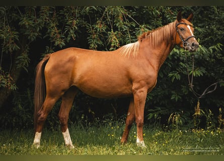 Koń trakeński, Klacz, 3 lat, 160 cm, Kasztanowata