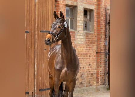 Koń trakeński, Klacz, 3 lat, 162 cm, Ciemnogniada
