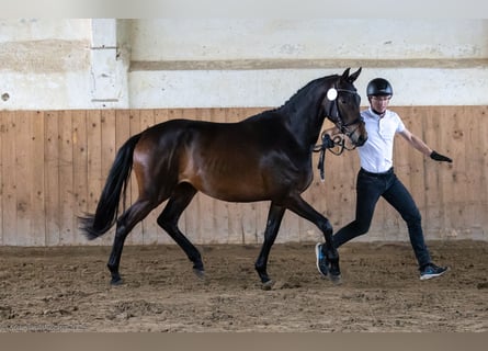 Koń trakeński, Klacz, 3 lat, 163 cm, Ciemnogniada