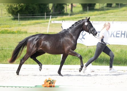 Koń trakeński, Klacz, 3 lat, 165 cm, Kara