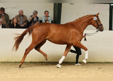 Koń trakeński, Klacz, 3 lat, 165 cm, Kasztanowata