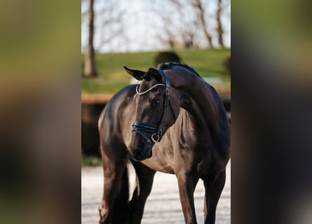 Koń trakeński, Klacz, 3 lat, 169 cm, Kara