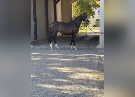 Koń trakeński, Klacz, 3 lat, 170 cm, Ciemnogniada