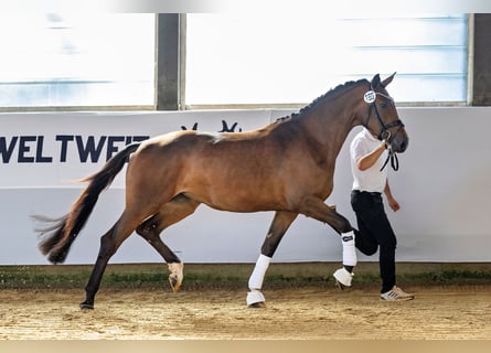 Koń trakeński, Klacz, 3 lat, 170 cm, Gniada