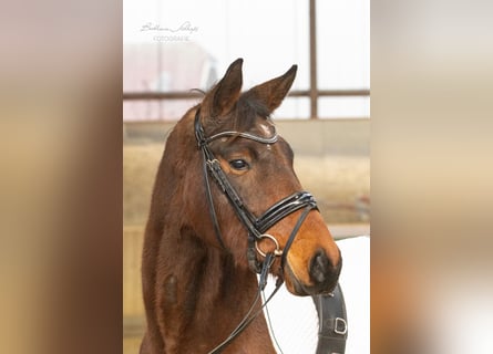 Koń trakeński, Klacz, 4 lat, 155 cm, Gniada