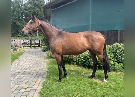 Koń trakeński, Klacz, 4 lat, 163 cm, Gniada