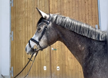 Koń trakeński, Klacz, 4 lat, 163 cm, Karosiwa