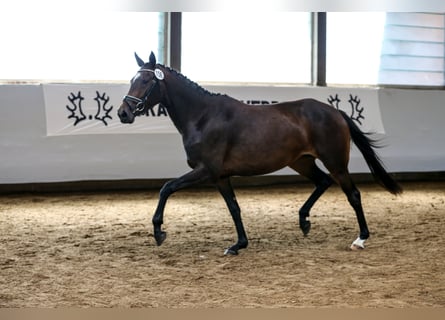 Koń trakeński, Klacz, 4 lat, 165 cm, Gniada