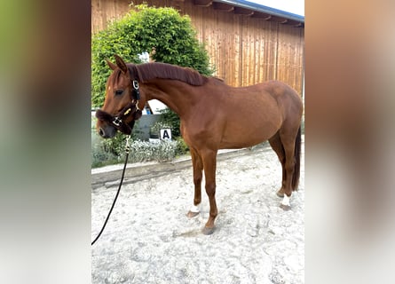 Koń trakeński, Klacz, 4 lat, 165 cm, Kasztanowata