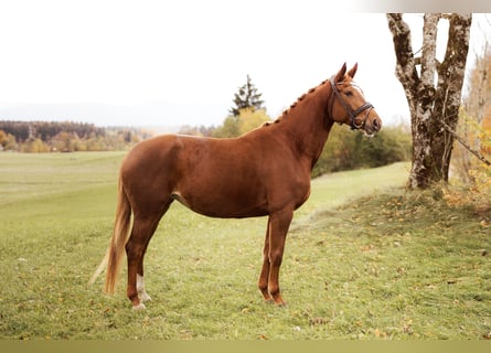 Koń trakeński, Klacz, 4 lat, 168 cm, Kasztanowata