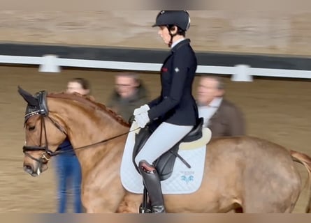 Koń trakeński, Klacz, 4 lat, 168 cm, Kasztanowata