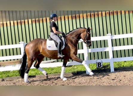 Koń trakeński, Klacz, 4 lat, 170 cm, Gniada