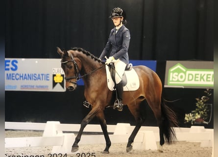 Koń trakeński, Klacz, 5 lat, 155 cm, Gniada