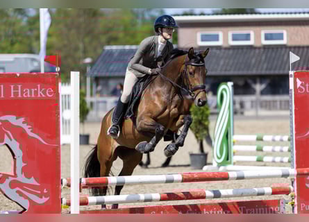 Koń trakeński, Klacz, 5 lat, 155 cm, Gniada