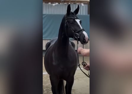 Koń trakeński, Klacz, 5 lat, 166 cm, Ciemnogniada