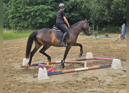 Koń trakeński, Klacz, 5 lat, 167 cm, Ciemnogniada