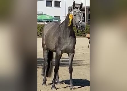 Koń trakeński, Klacz, 5 lat, 167 cm, Siwa