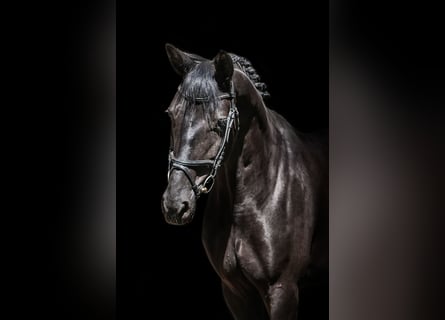 Koń trakeński, Klacz, 5 lat, 168 cm, Kara