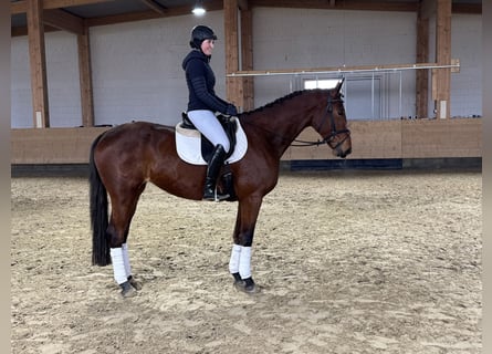 Koń trakeński, Klacz, 5 lat, 169 cm, Gniada