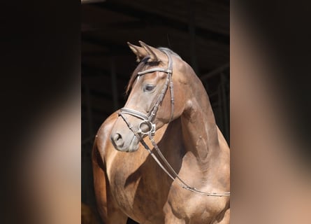 Koń trakeński, Klacz, 6 lat, 163 cm, Gniada