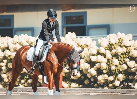 Koń trakeński, Klacz, 6 lat, 165 cm, Kasztanowata